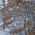 dscf7883